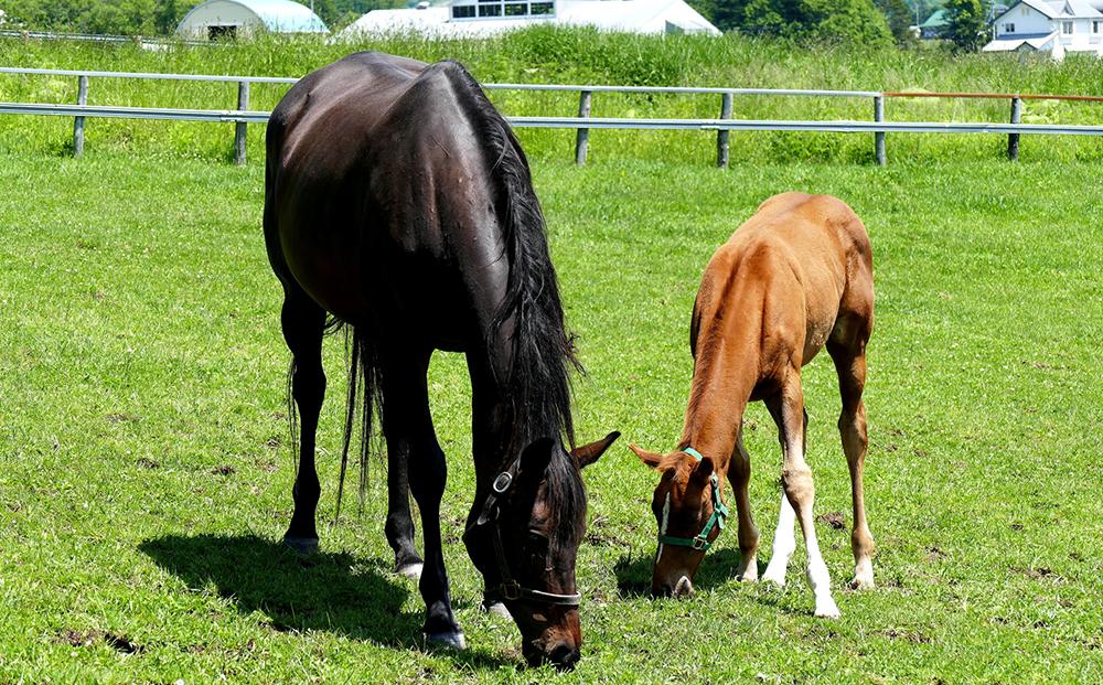 ãå®æäŸ¿ããã©ã»ã³ã¿çŸå®¹æ¶²å
¥ããã§ã€ã¹ãã¹ã¯ããã¯ãã©ã¹