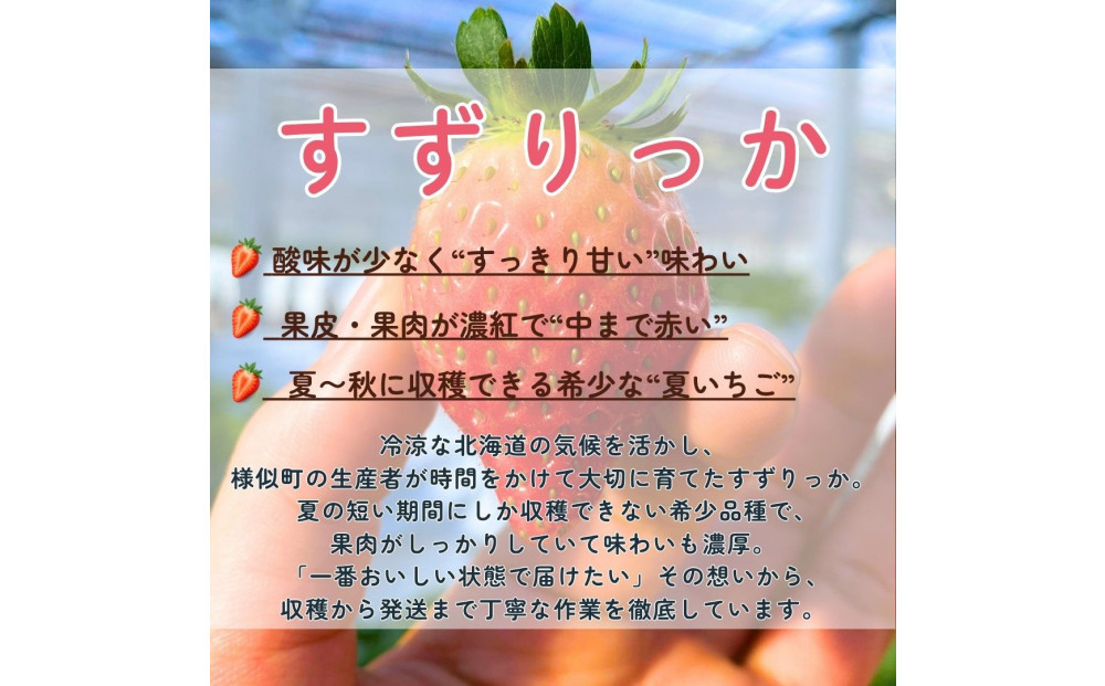 初夏を告げる！北海道　様似町産　すずりっか　600g（300g×2セット）