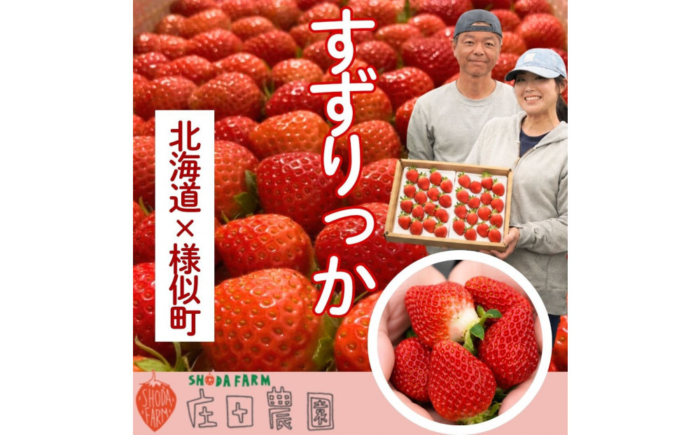 初夏を告げる！北海道　様似町産　すずりっか　600g（300g×2セット）