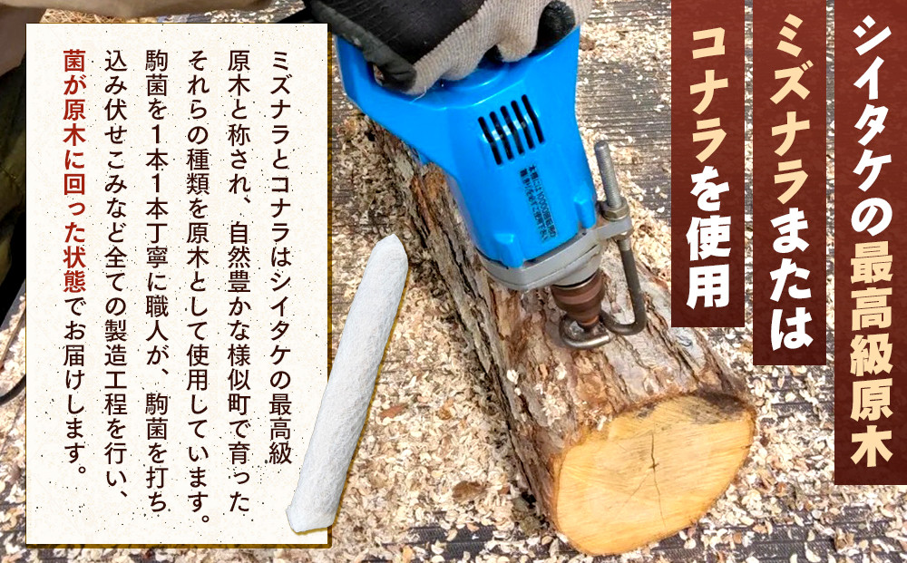 【自宅栽培】自分で育てる喜び！原木椎茸ほだ木　2本セット