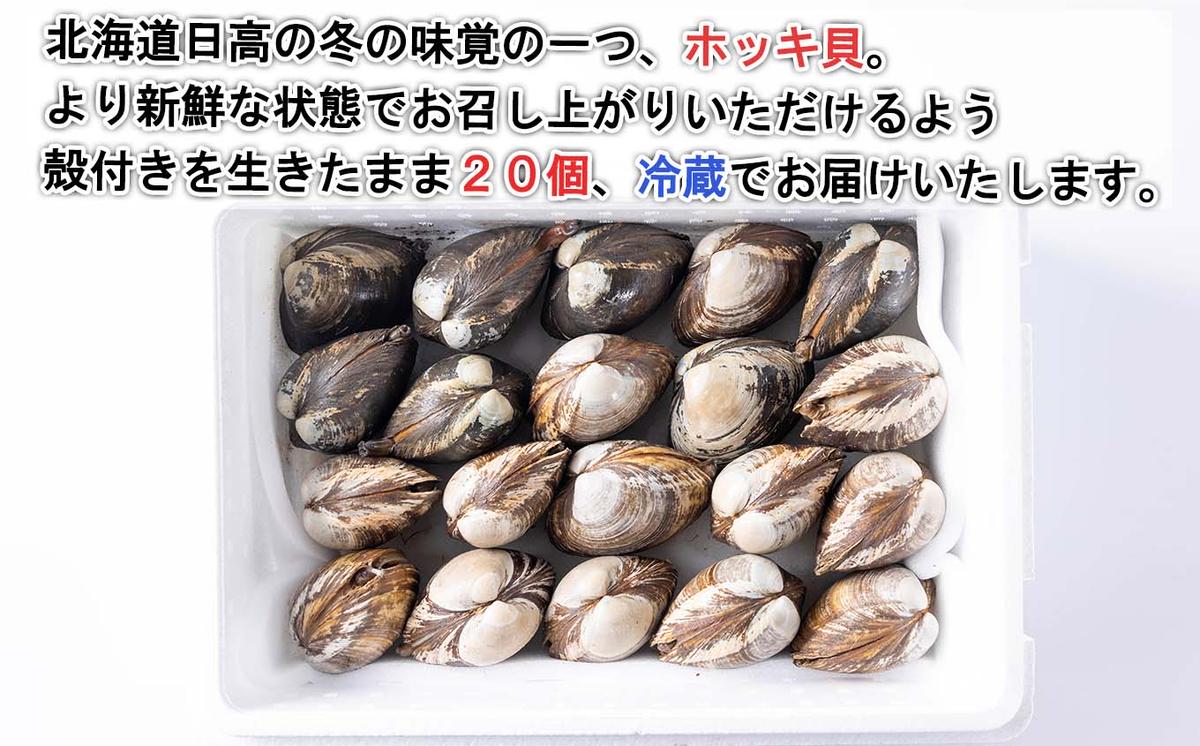 ＜ 2025年1月中旬より順次発送 ＞北海道産 活ホッキ 貝 20個 ＜ 予約商品 ＞ ホッキ 北寄 北寄貝 貝 殻付き 海鮮 海産物 新鮮 旬