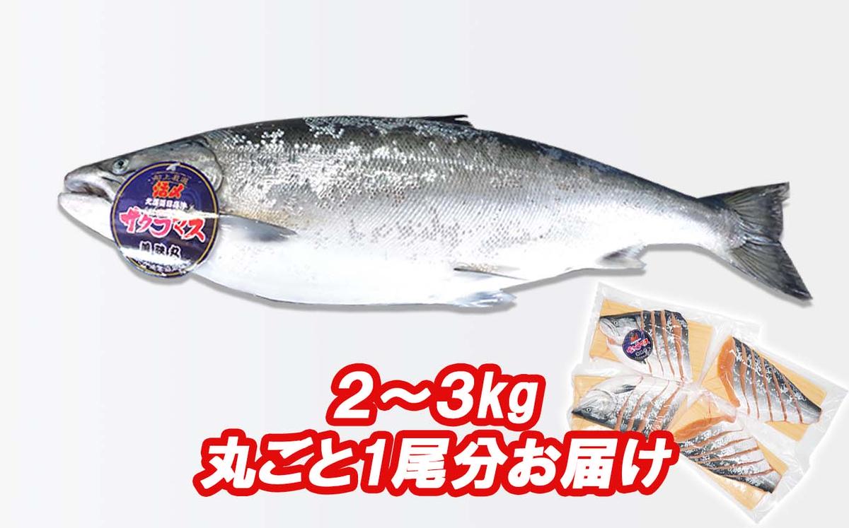 ＜3月31日までの受付＞ 北海道産 サクラマス ひと塩 姿切り身 2kg ～ 3kg まるごと 1尾 期間限定