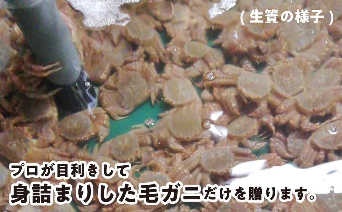 ＜2025年1月中旬から順次発送＞ 北海道産 かに 浜ゆで 毛がに 2尾 計 600g 以上 ＜ 予約商品 ＞ 毛蟹 毛ガニ 北海道 冷蔵 毛蟹 毛ガニ けがに かに 蟹 カニ かに味噌 カニ味噌 新鮮 旬 ボイル 浜茹で 海鮮 海産物 新鮮 旬 魚介 蟹味噌 みそ 新ひだか町