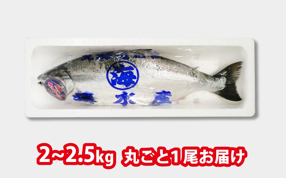 ＜2026年5月から順次発送＞ 北海道産 サクラマス 2～2.5kg まるごと 1尾 ＜予約商品＞ 