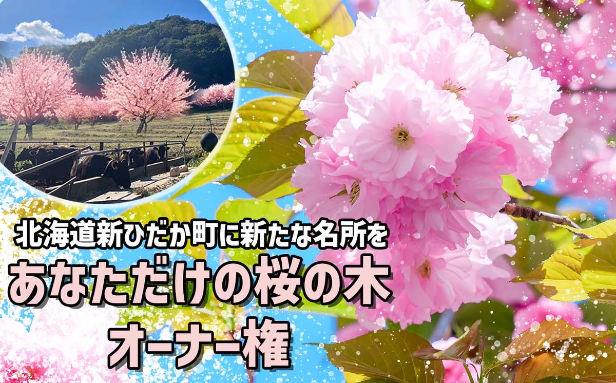 ＜ 北海道 新ひだか町 に新たな 桜 の 名所 を ＞ あなた だけの 桜の木 オーナー 権 八重桜 キャンプ BBQ バーベキュー 三石 まつもと牧場