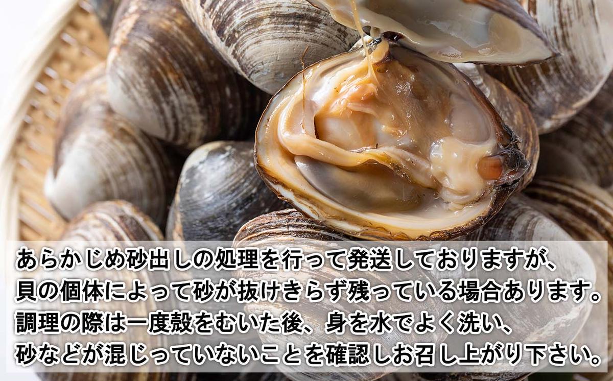 北海道産 活ホッキ 貝 15個 ホッキ 北寄 北寄貝 貝 殻付き 海鮮 海産物 新鮮 旬