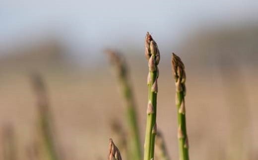 ［先行受付］おとふけ産グリーンアスパラ 1.8kg【A39】 2025年5月中旬頃より順次発送