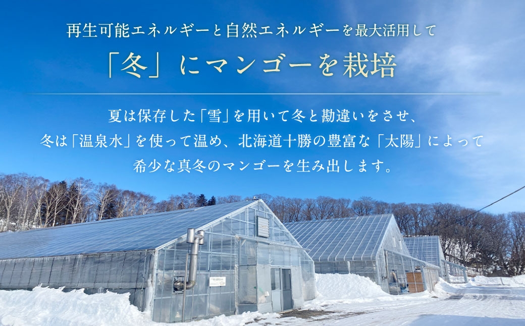 ［ 先行受付 ］ おとふけ産マンゴー 「 白銀の太陽プレミアム 」 Mサイズ × 1玉 【 C95 】《2026年11月上旬より発送開始予定》
