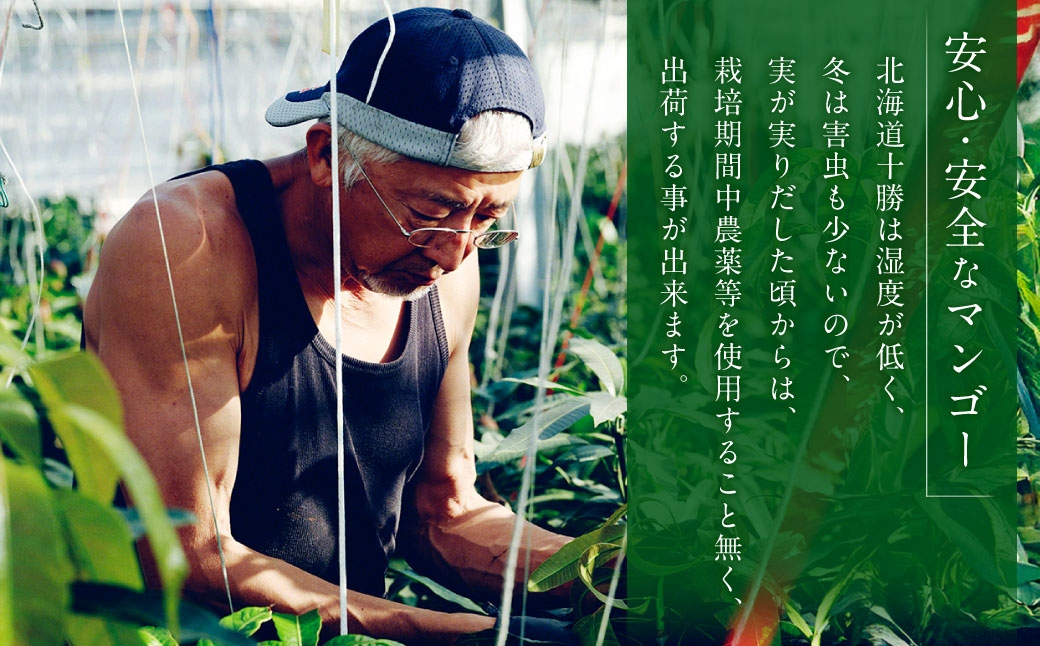 ［ 先行受付 ］ おとふけ産マンゴー 「 白銀の太陽 」 3Lサイズ × 1玉 【 C94 】《2026年11月上旬より発送開始予定》