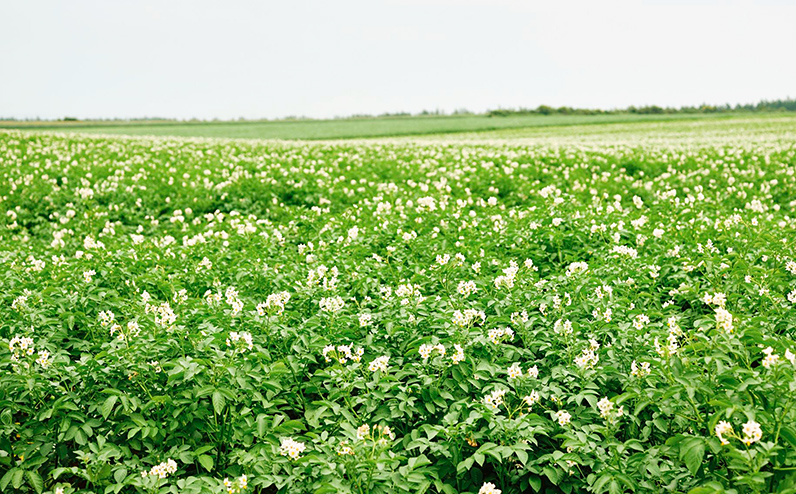 åæµ·éç£ æ°ããã ããã«ã€ã³ã¬ã 5kg åæµ·é äžå£«å¹çº é ç°èŸ²å Ž éè ããããã ãžã£ã¬ã€ã¢ 銬éŽè¯ åæµ·ããã ç£å°çŽé