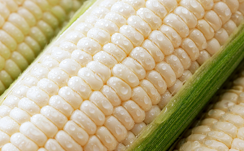 2026年分 先行予約 北海道産 ホワイトコーン 計6本 北海道 上士幌町 須田農場 野菜 白い スイートコーン とうもろこし トウモロコシ 産地直送 冷蔵便 ◆2026年08月配送予定