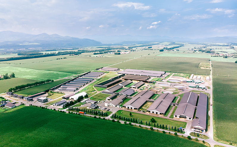 ドリームドルチェ A2ミルク 生ソフトクリーム 130ml×8個 北海道 アイス アイスクリーム 詰め合わせ ギフト 贈答用 冷凍