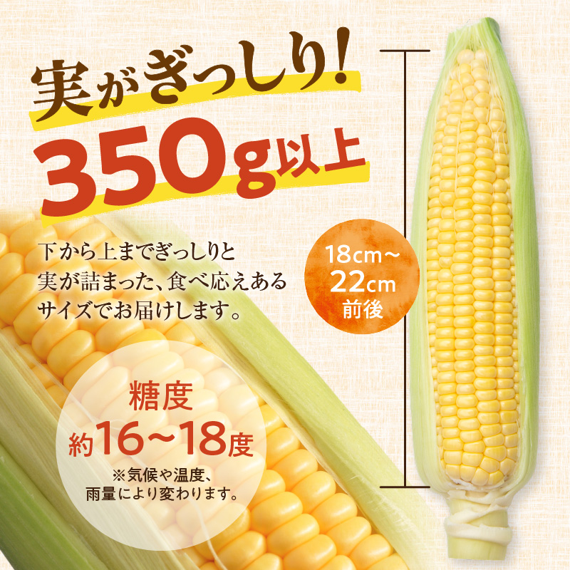 【2026年8月～発送開始！】北海道十勝清水町産 黄金の甘さ ゴールドラッシュ！サイズ混合 10～12本 【北海道産 2026年 とうもろこし とうきび 産直 産地直送 サイズ混合 野菜 家庭用 清水町 北海道】