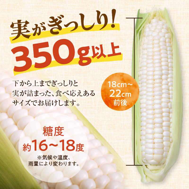 【2026年8月～発送開始！】北海道十勝清水町産 白いとうもろこし ホワイトショコラ サイズ混合 10～12本 【北海道産 2026年 とうもろこし とうきび 産直 産地直送 清水町 北海道】