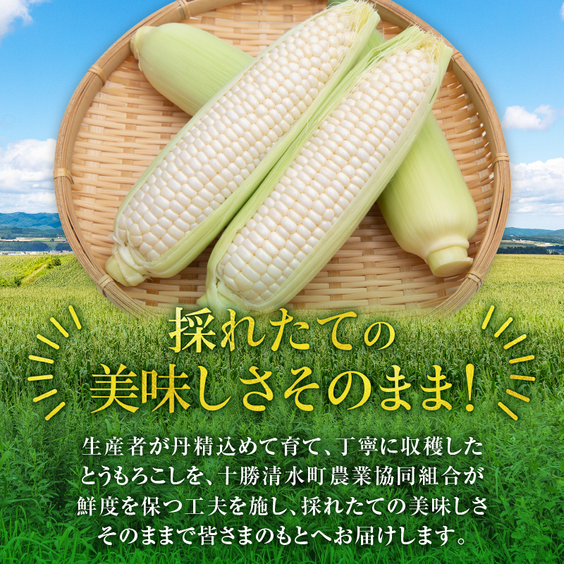 【2026年8月～発送開始！】北海道十勝清水町産 白いとうもろこし ホワイトショコラ サイズ混合 10～12本 【北海道産 2026年 とうもろこし とうきび 産直 産地直送 清水町 北海道】