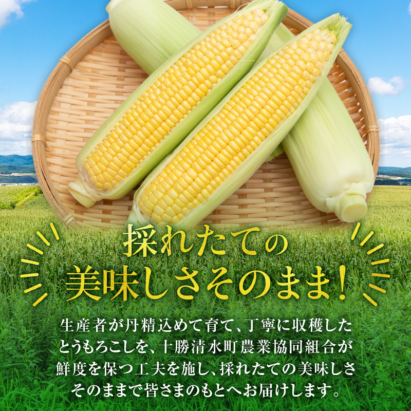 【2026年8月～発送開始！】北海道十勝清水町産 黄金の甘さ ゴールドラッシュ！サイズ混合 10～12本 【北海道産 2026年 とうもろこし とうきび 産直 産地直送 サイズ混合 野菜 家庭用 清水町 北海道】