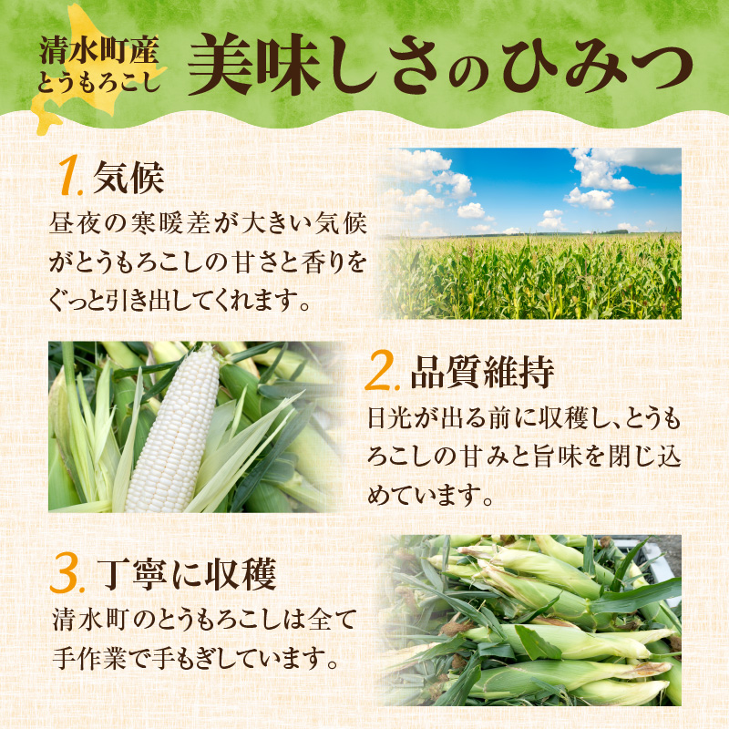 【2026年8月～発送開始！】北海道十勝清水町産 白いとうもろこし ホワイトショコラ サイズ混合 10～12本 【北海道産 2026年 とうもろこし とうきび 産直 産地直送 清水町 北海道】