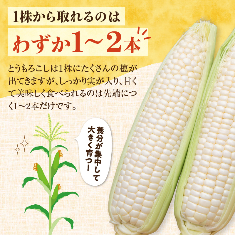 【2026年8月～発送開始！】北海道十勝清水町産 希少品種！ 白いとうもろこし 雪の妖精 サイズ混合 10～12本 【北海道産 2026年 とうもろこし とうきび とうきび コーン 白いとうもろこし 産直 産地直送 清水町 北海道】 