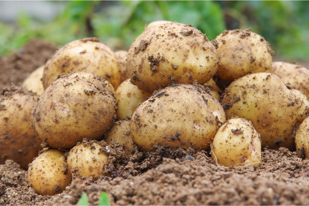 【先行受付】【2026年2月発送】北海道十勝芽室町 越冬じゃがいも５種類　食べ比べセット 各１kg me001-027c