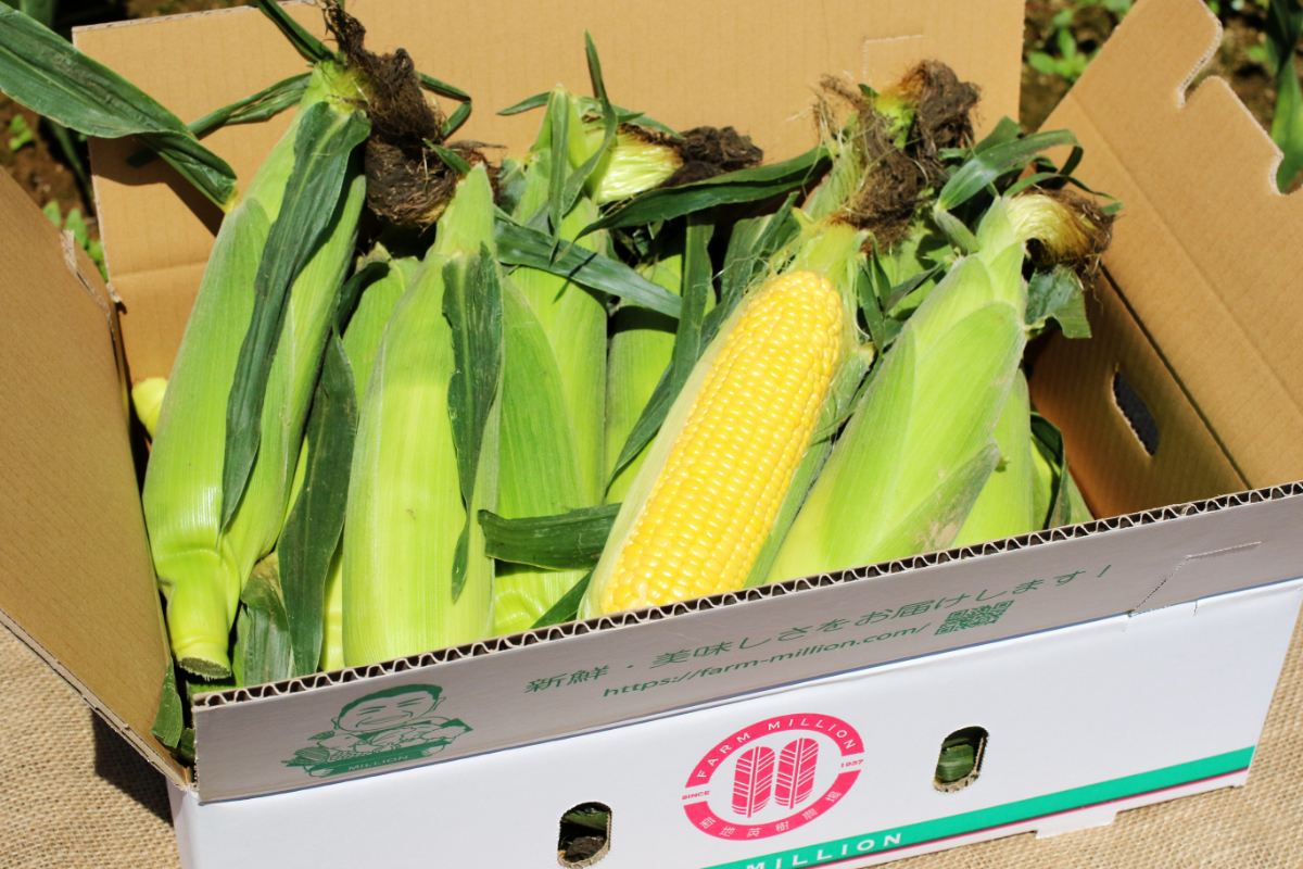 【先行受付】【2026年8月上旬〜8月中旬頃発送】北海道十勝芽室町 ファームミリオンの極甘スイートコーン 10kg me016-017c-26