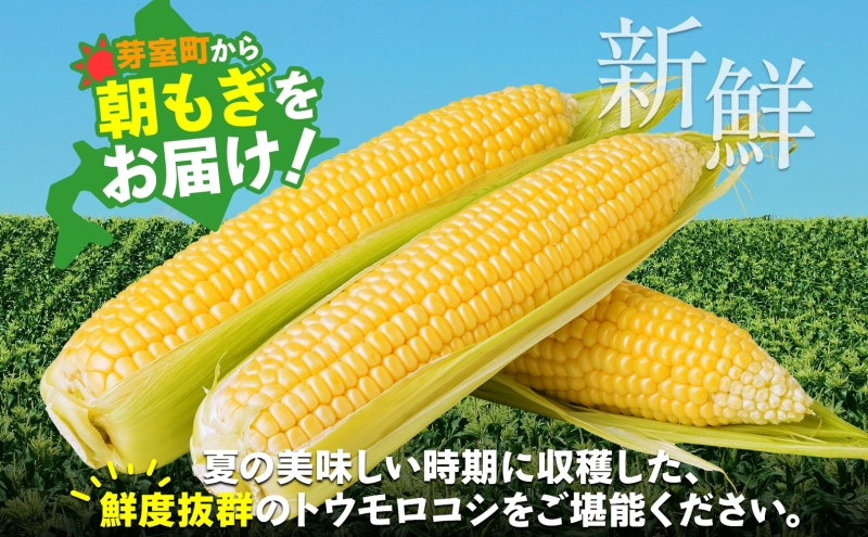 【2025年分先行予約】とうもろこし ゴールドラッシュ 50本 芽室町産 トウモロコシ コーン とうきび イエローコーン スイートコーン 野菜 新鮮 もぎたて 冷蔵 ギフト プレゼント お取り寄せ 送料無料 十勝 北海道 芽室町 【2025年8月発送】me035-029c-25