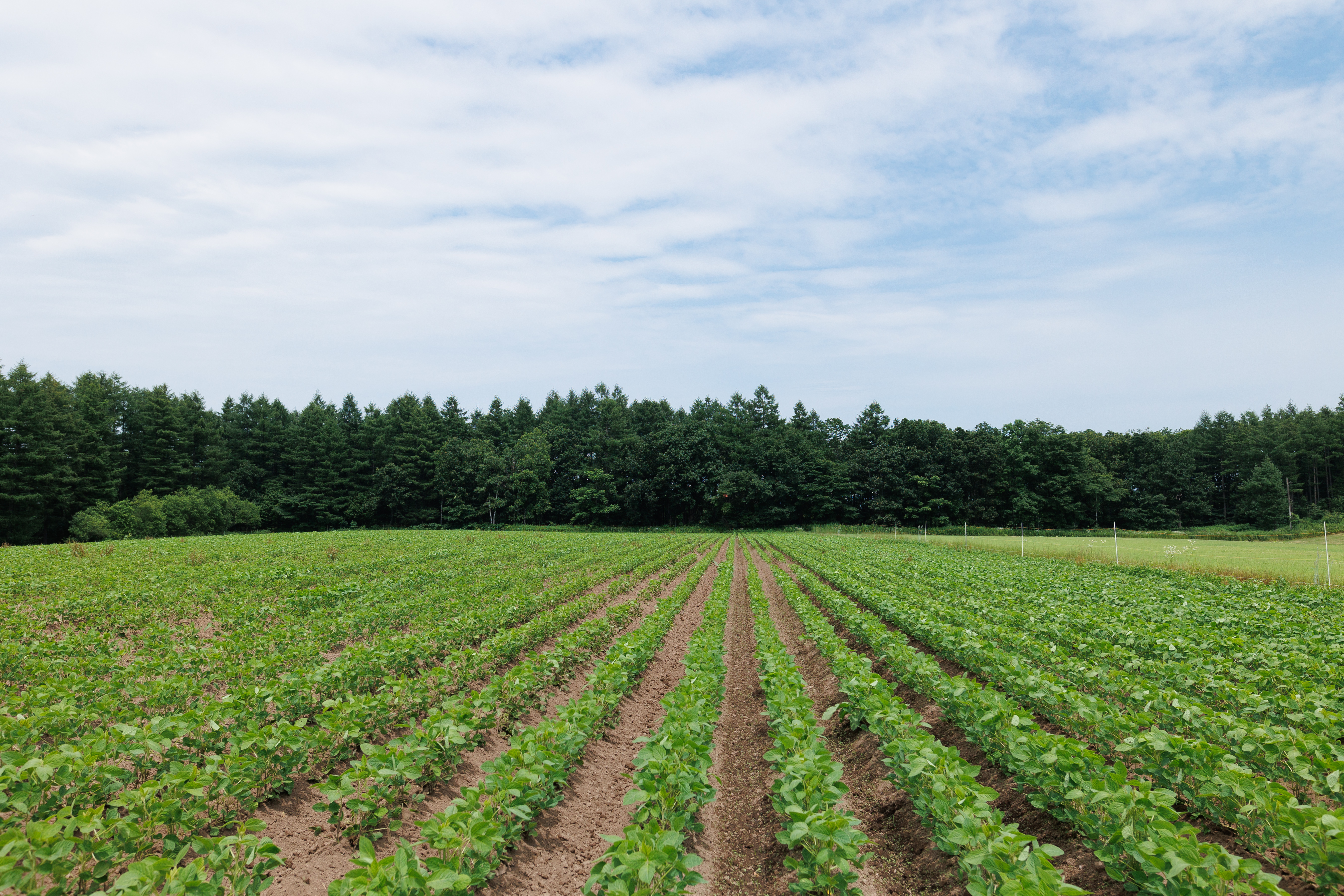 北海道芽室町 北海道産オーガニック大豆１００％使用大豆ミート３種セット　me059-004c