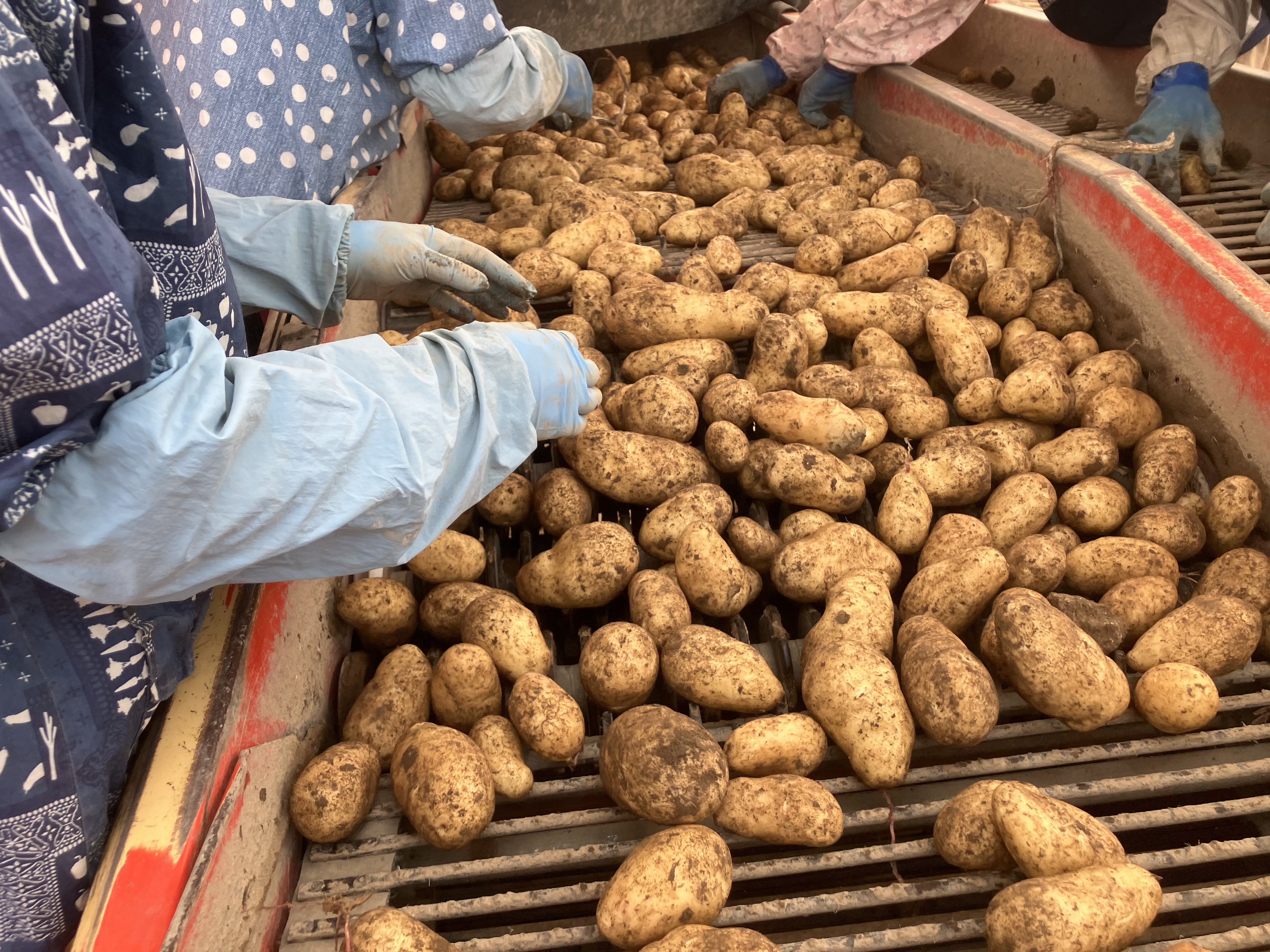 ãå
è¡åä»ãã2026幎10æäžæ¬ããé æ¬¡åºè·ãåæµ·é ååèœå®€çº ã¡ãŒã¯ã€ã³ Mãµã€ãº 10kg me078-007c-26