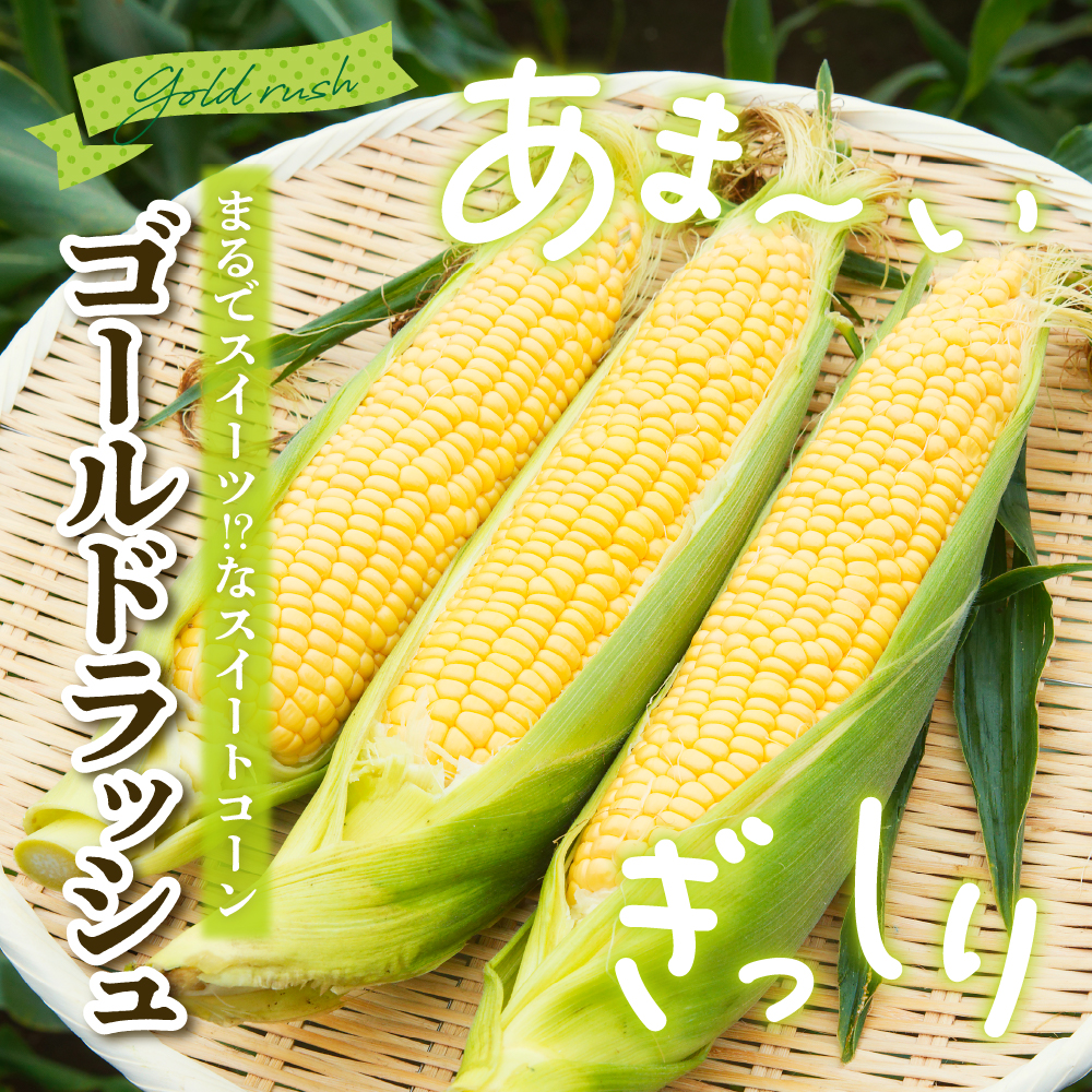 【先行受付】【2026年7月下旬～8月上旬頃配送】北海道十勝芽室町　スイートコーン ゴールドラッシュ 13本 me062-002c-26