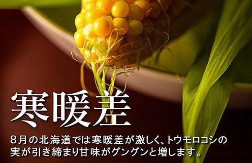 【2025年 先行予約】北海道産 朝どれ とうもろこし 味来 30本 約13kg スイートコーン ハニーバンダム みらい トウモロコシ とうきび 生 野菜 黄色 yellow 産地直送 送料無料 期間限定 数量限定 お取り寄せ グルメ お土産 贈答 北海道 十勝 芽室町 めむろme035-006c-25