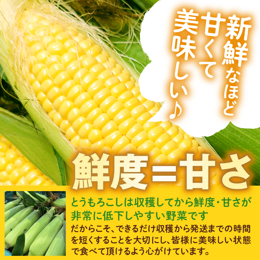 【先行受付】【2026年7月25日〜8月15日頃発送予定】朝採りをお届け！ 北海道十勝芽室町　蝦夷っ子とうもろこし ゴールドラッシュ 12本 me076-009c-26