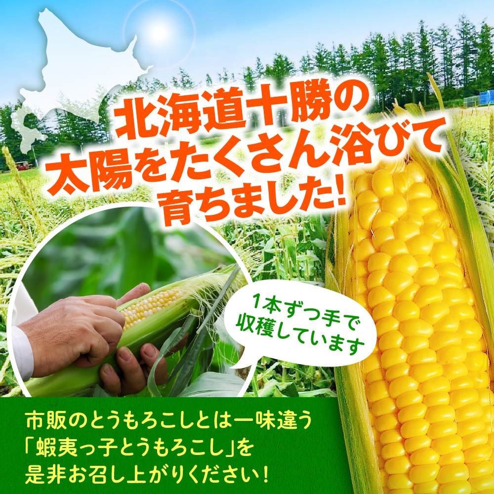 【先行受付】【2026年7月25日～8月15日頃発送予定】朝採りをお届け！ 北海道十勝芽室町　蝦夷っ子とうもろこし ゴールドラッシュ 20本 me076-010c-26