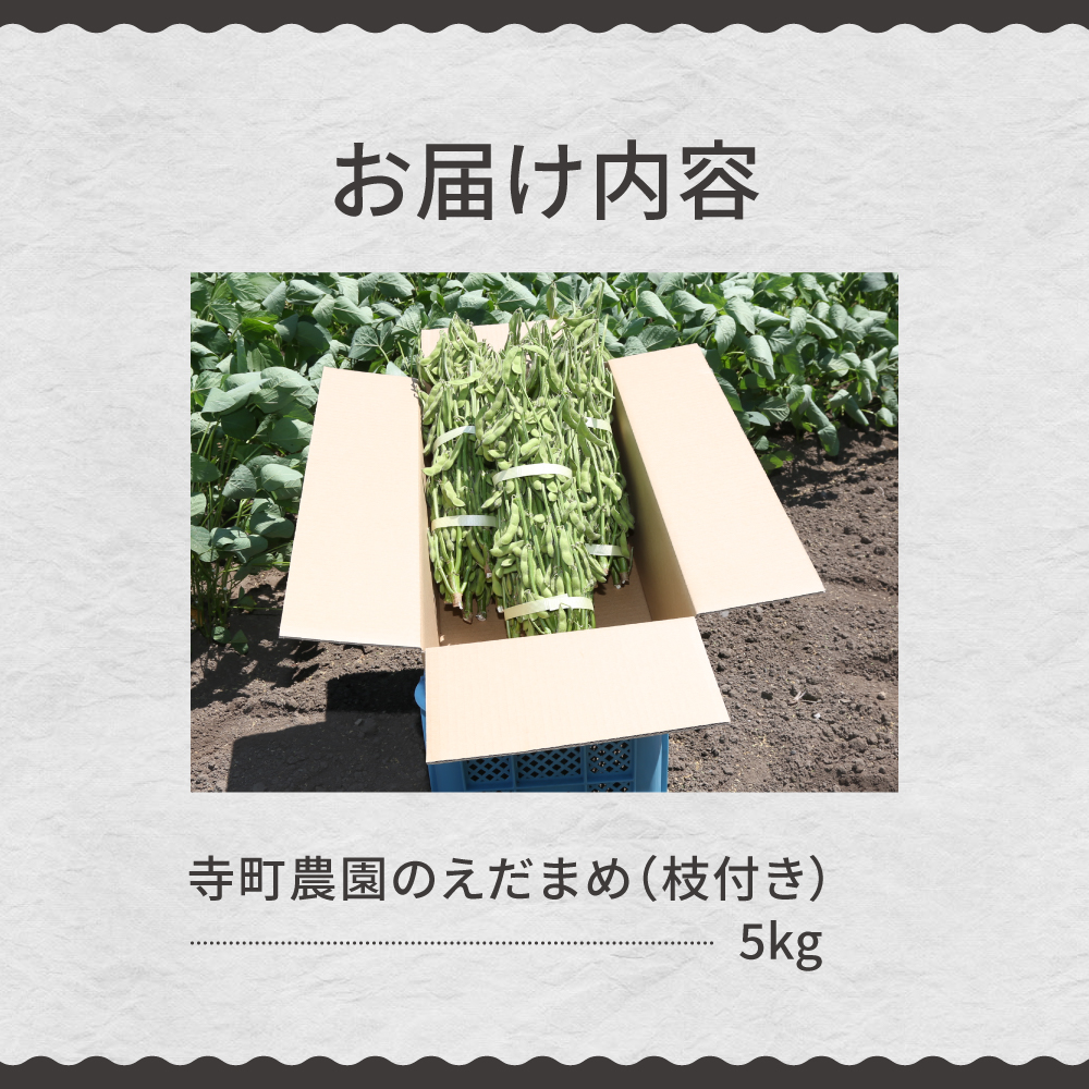 【2026年8月より発送】産地直送！北海道十勝芽室町 枝付き枝豆 5kg me081-001c
