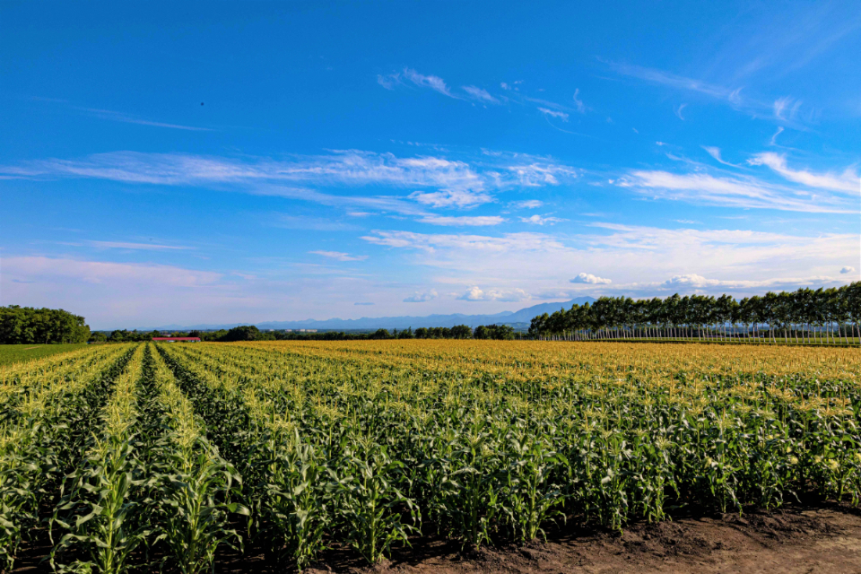 北海道十勝芽室町 なまら十勝野の山わさび500g me001-002c