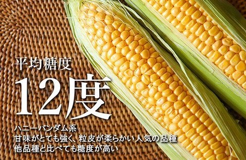 【2025年 先行予約】 北海道産 朝どれ とうもろこし 味来 10本 スイートコーン ハニーバンダム みらい トウモロコシ とうきび 生 野菜 黄色 yellow 産地直送 送料無料 期間限定 数量限定 お取り寄せ グルメ お土産 贈答 北海道 十勝 芽室町 めむろ me035-004c-25