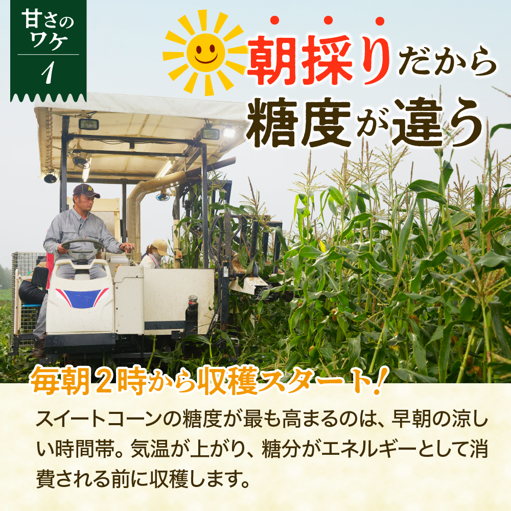 【先行受付】【2026年7月下旬～8月上旬頃配送】北海道十勝芽室町　スイートコーン ゴールドラッシュ 13本 me062-002c-26