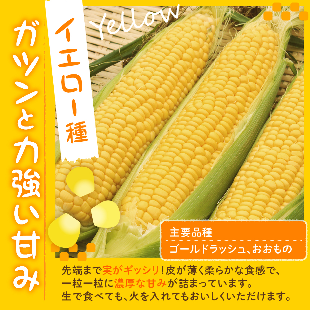 【先行受付】【2026年7月下旬～8月中旬頃配送】北海道十勝芽室町 とうもろこし イエロー種10本 ホワイト種10本 me002-016c-26