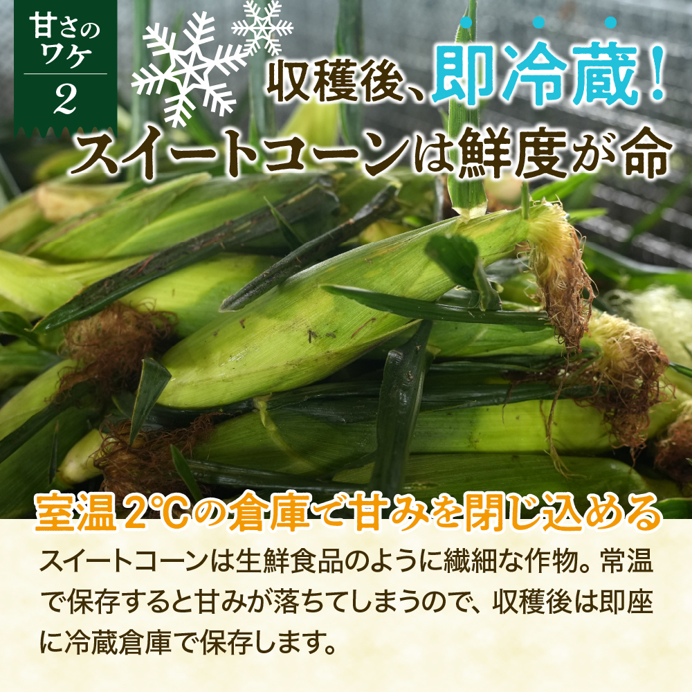 【先行受付】【2026年7月下旬～8月上旬頃配送】北海道十勝芽室町　スイートコーン ゴールドラッシュ 13本 me062-002c-26