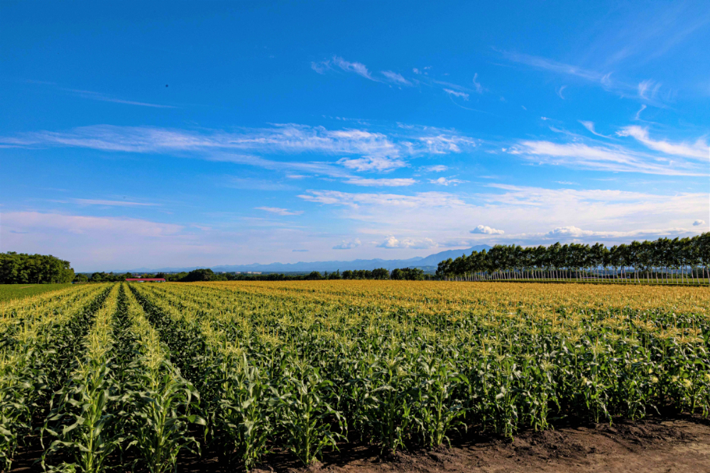 北海道十勝芽室町 なまら十勝野の季節のおまかせ野菜セット（秋） me001-004c