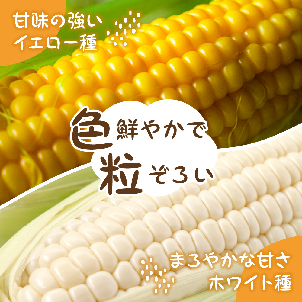 【先行予約】【2025年産】北海道十勝芽室町 とうもろこし イエロー種5本 ホワイト種5本 me002-008c-25