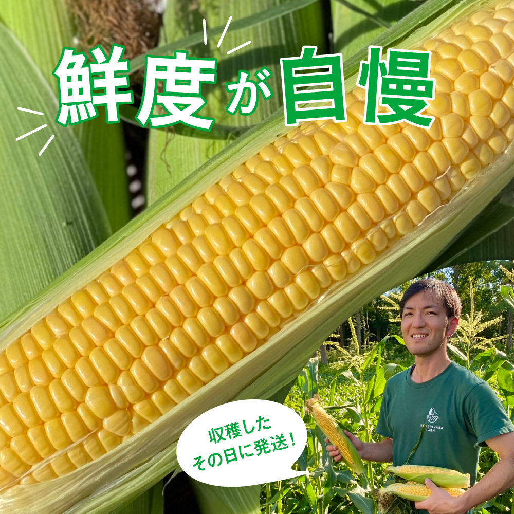 ã2026幎8æ1æ¥ïœ15æ¥ãŸã§é
éãåæµ·éååèœå®€çº 極çãšããããã ãŽãŒã«ãã©ãã·ã¥ 10æ¬ me028-001c-26ïŒåæµ·éç£ æééå® ãšããã³ ã³ãŒã³ ãã¬ãã·ã¥ çã ç£å°çŽé ç¹ç£ ç¹ç£å åæµ·éç£ éç£ ãåãå¯ã å·èµ éæç¡æ åœç£