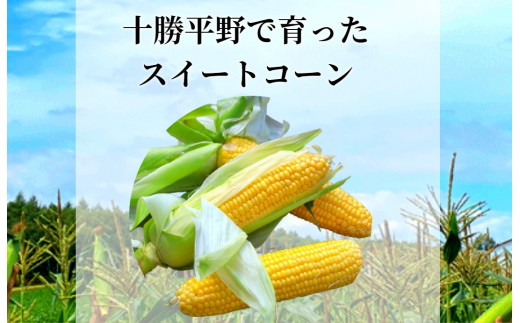 《先行受付／期間限定 200セット》[北海道・十勝 美しい村] 早い者勝ち！！産地直送★太陽の恵みを限りなく浴びたもぎたてとうもろこし／とうきび（スイートコーン） 10本 とうもろこし トウモロコシ コーン 野菜 冷蔵 国産 【2026年7月上旬～9月下旬 発送予定】[015-0092x1]