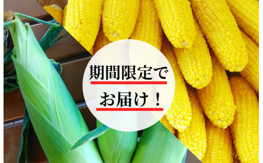 《先行受付／期間限定 200セット》[北海道・十勝 美しい村] 早い者勝ち！！産地直送★太陽の恵みを限りなく浴びたもぎたてとうもろこし／とうきび（スイートコーン） 10本 とうもろこし トウモロコシ コーン 野菜 冷蔵 国産 【2026年7月上旬～9月下旬 発送予定】[015-0092x1]