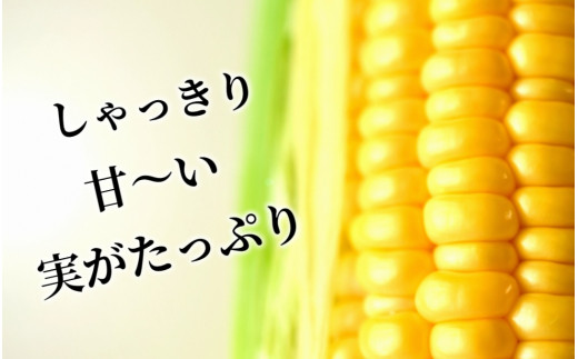 《先行受付／期間限定 200セット》[北海道・十勝 美しい村] 早い者勝ち！！産地直送★太陽の恵みを限りなく浴びたもぎたてとうもろこし／とうきび（スイートコーン） 10本 とうもろこし トウモロコシ コーン 野菜 冷蔵 国産 【2026年7月上旬～9月下旬 発送予定】[015-0092x1]