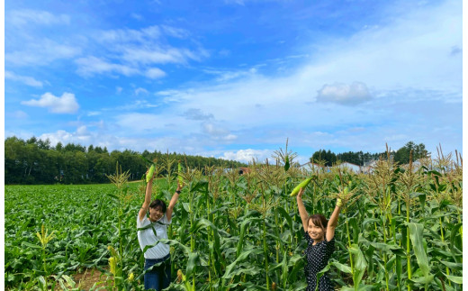 《先行受付／期間限定 200セット》[北海道・十勝 美しい村] 早い者勝ち！！産地直送★太陽の恵みを限りなく浴びたもぎたてとうもろこし／とうきび（スイートコーン） 10本 とうもろこし トウモロコシ コーン 野菜 冷蔵 国産 【2026年7月上旬～9月下旬 発送予定】[015-0092x1]