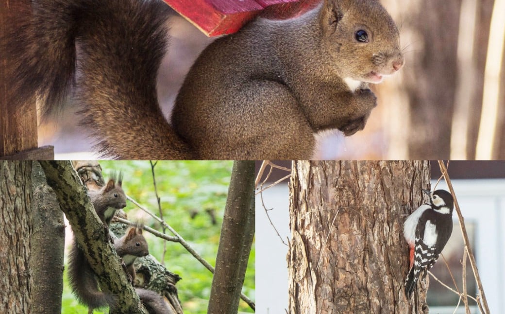 【1名様】 エゾリス君の宿カンタベリー（1泊2食付） 宿泊券 1枚 朝食 夕食 チケット [044-0232]