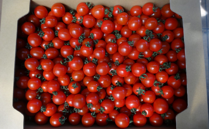 北海道幕別産ミニトマト100％ジュース1,000ml×2本「十勝の美味しいミニトマトを濃～いジュースにしました」
