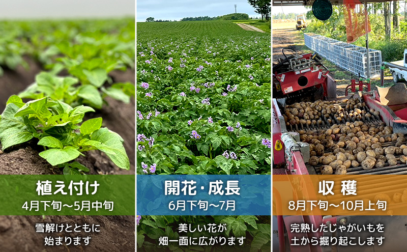 å
è¡äºçŽ/2026幎ç§çºé åæµ·é åå å¹å¥ç£ ããããã ãšãã çŽ10kg ãæšªå±±èŸ²åã éè æ ¹è 飿 ç
®åŽ©ããã«ãã ãµã©ã ç
®èŸŒã¿æç èããã ã«ã¬ãŒ ã·ãã¥ãŒ åæµ·éã®ãžã£ã¬ã€ã¢