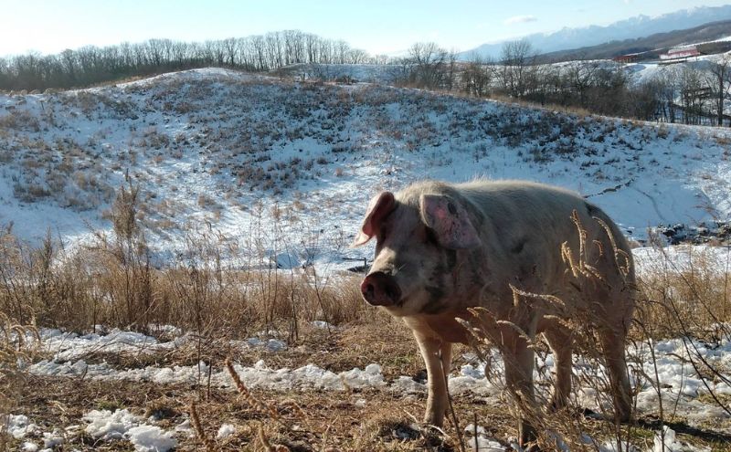 十勝の森放牧豚　どろぶたの豚丼ジンギスカンセット