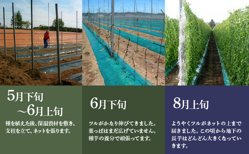 北海道 十勝の大地が育てたシャキシャキ食感と強い粘り 幕別産 長いも Lサイズ 5kg ［木川商店］【 長いも 長芋 ながいも ナガイモ とろろ 芋 いも 野菜 10kg 5kg  産地直送 旬 濃厚 北海道 十勝 幕別 】 