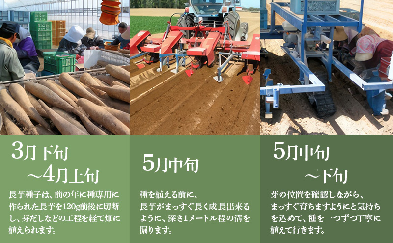 北海道 十勝の大地が育てたシャキシャキ食感と強い粘り 幕別産 長いも Lサイズ 10kg［木川商店］【 長いも 長芋 ながいも ナガイモ とろろ 芋 いも 野菜 10kg 5kg  産地直送 旬 濃厚 北海道 十勝 幕別 】 